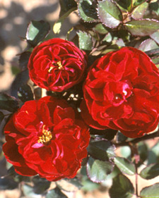 Explorer shrub rose: Rosa Champlain