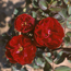 Explorer shrub rose: Rosa Champlain