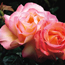 Hybrid tea rose: Rosa Chicago Peace