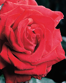Hybrid tea rose: Rosa Christian Dior