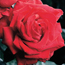Hybrid tea rose: Rosa Christian Dior