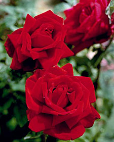 chrysler imperial rose