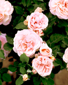 Renaissance shrub rose: Rosa Clair Renaissance
