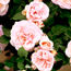Renaissance shrub rose: Rosa Clair Renaissance