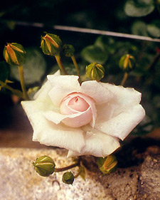 Climbing rose: Rosa Climbing Cecile Brunner