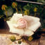 Climbing rose: Rosa Climbing Cecile Brunner