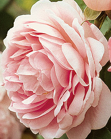 English rose: Rosa Constance Spry