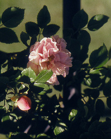 Shrub rose: Rosa Cornelia
