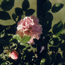 Shrub rose: Rosa Cornelia