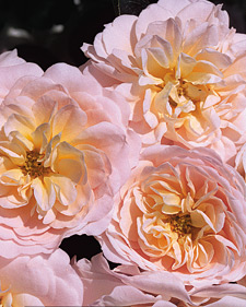 Shrub rose: Rosa Crystal Palace