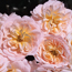 Shrub rose: Rosa Crystal Palace