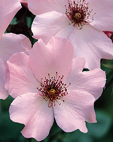 Hybrid tea rose: Rosa Dainty Bess