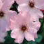 Hybrid tea rose: Rosa Dainty Bess