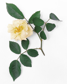 Rose: Rosa Danae