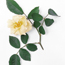 Rose: Rosa Danae