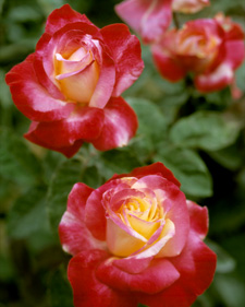 Hybrid tea rose: Rosa Double Delight