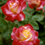Hybrid tea rose: Rosa Double Delight
