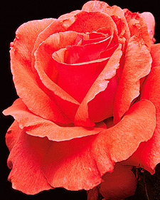 Hybrid tea rose: Rosa Fragrant Cloud
