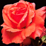Hybrid tea rose: Rosa Fragrant Cloud