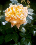 Rosa Goldstar