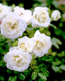 Rose: Rosa Hampton Palace