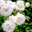 Rose: Rosa Hampton Palace