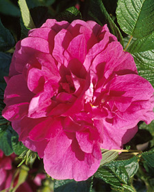 Shrub rose: Rosa Hansa