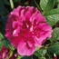 Shrub rose: Rosa Hansa