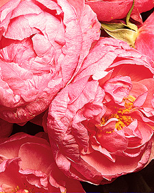 English rose: Rosa Heather Austin
