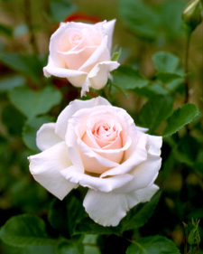 Renaissance shrub rose: Rosa Helena Renaissance