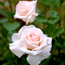 Renaissance shrub rose: Rosa Helena Renaissance