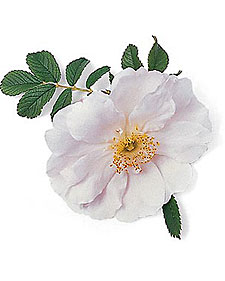Explorer shrub rose: Rosa Henry Hudson