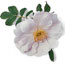 Explorer shrub rose: Rosa Henry Hudson