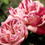Old garden rose: Rosa Honorine de Brabant