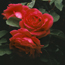 Old garden rose: Rosa Hugh Dickson