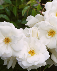 Climbing rose: Rosa Climbing Iceberg