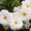 Climbing rose: Rosa Climbing Iceberg