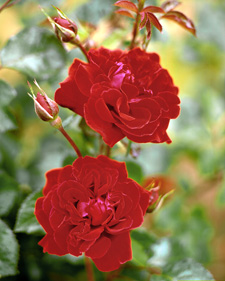 Renaissance shrub rose: Rosa Isabel Renaissance