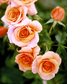 Rose: Rosa Joey's Palace