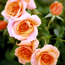 Rose: Rosa Joey's Palace