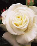 Rosa John F. Kennedy