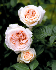 Renaissance shrub rose: Rosa Julia Renaissance