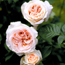 Renaissance shrub rose: Rosa Julia Renaissance