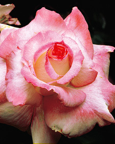 Hybrid tea rose: Rosa Kordes' Perfecta
