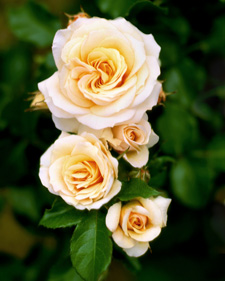 Rose: Rosa Laguna Palace