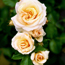 Rose: Rosa Laguna Palace