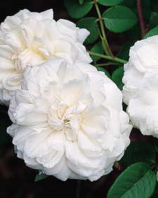 Climbing old garden rose : Rosa Madame Alfred Carriere