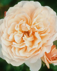 Generosa shrub rose: Rosa Madame Paul Massad