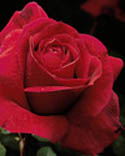 Rosa Mirandy