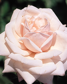 Climbing rose: Rosa New Dawn